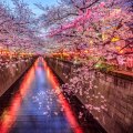 Cherry blossom season in Tokyo at Meguro River 