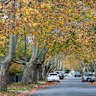 The plane trees look pretty, but they also create a heap of work for residents. 