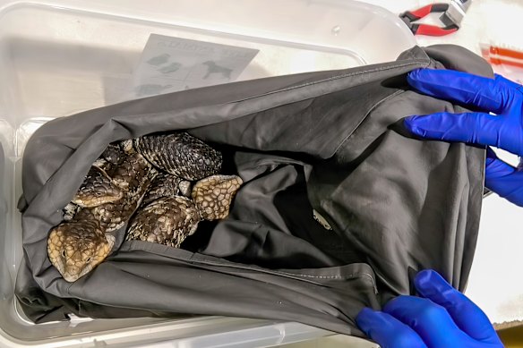 The lizards were bound for Sydney.