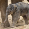 Melbourne Zoo announces birth of baby elephant