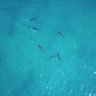 Conservation concerns as big groups of rare sharks found along Perth coast