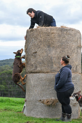 Cooper climbs a 2.6-metre hay bale in preparation for the kelpie high jump event.