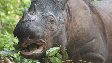 A Sumatran rhinoceros, arguably the most imperiled large terrestrial mammal on the planet.