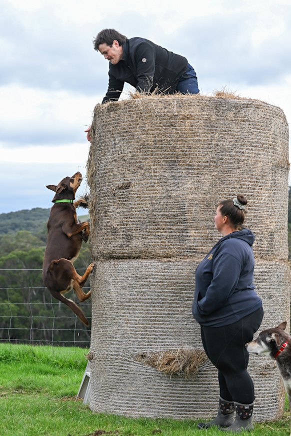 Cooper climbs a 2.6-metre hay bale in preparation for the kelpie high jump event.