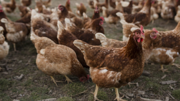 Campaigns by animal welfare activists have seen free-range egg sales rise.