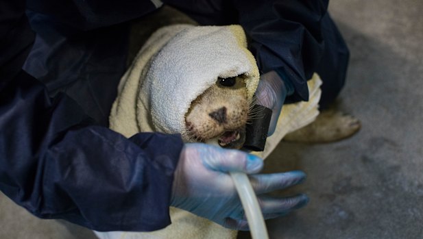 A sick seal is treated after being washed ashore on a beach in The Hague.