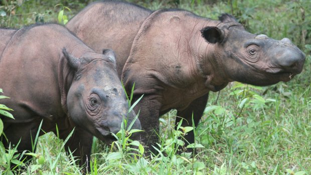 There could be as few as 30 Sumatran rhinos left in the wild.