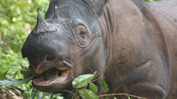 A Sumatran rhinoceros, arguably the most imperiled large terrestrial mammal on the planet.