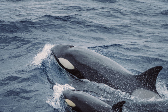 Spotted: a pod of orcas provides a thrilling distraction.