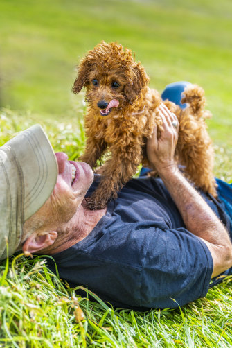 The author with his cavoodle,
Honey : “Any long-time dog lover will regale you with a dog’s extraordinary capacities.”