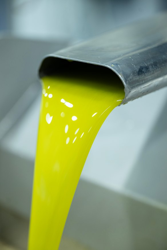Oil from the first harvest of Cobram’s olives pours out of a centrifuge.