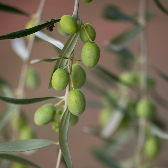Olives ready to be picked.