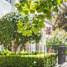 We’re in for a long hot summer. It’s time now to grow your own shade