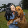 Trumpet ‘the underdog’ is first bloodhound to win Best in Show at Westminster