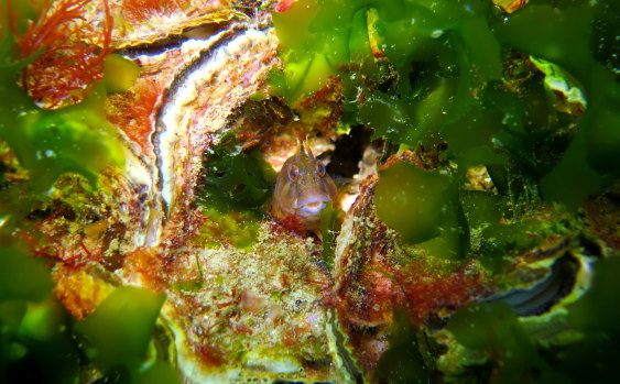 A Tasmanian Blenny hides among native flat oysters in an artificial kelp forest off Tasmania.