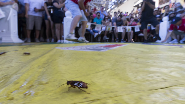 A cockroach in the annual Australia Day Cockroach Races at the Story Bridge Hotel in Brisbane on Friday.