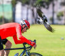 Which suburb suffers the most magpie attacks? Take the Brisbane Times Quiz