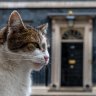 Why Larry the cat of 10 Downing Street wishes Starmer hadn’t won the election