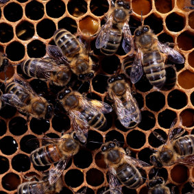Bees can navigate through their 'waggle dance'.