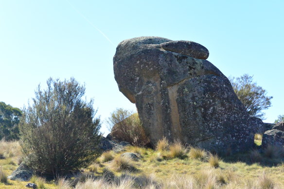 A giant rabbit spotted in Namadgi National Park.