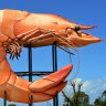 The big prawn