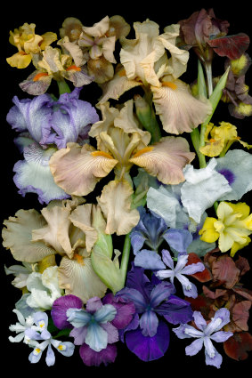 Irises come in a variety of colours, shapes and scents.
