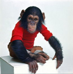Nim the chimpanzee was sent to live with a human family in New York in the early 1970s. 