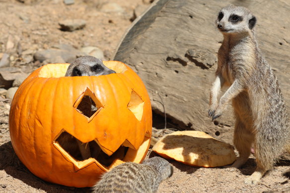 Even meerkats are partial to a bit of Halloween fun. 
