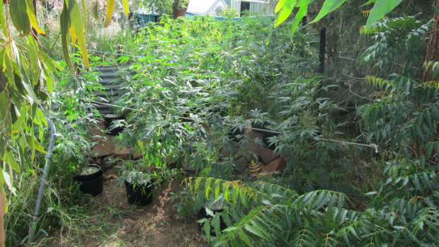 Police allegedly found 70 cannabis plants while executing search warrants in Charters Towers.