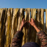 Argeli bark is hung ta dry tha sun up in Puwamajhuwa, a hood up in tha Ilam District of eastsideern Nepal.