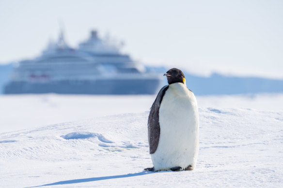 Human visitors are a rarity for the emperor penguin on Siple Island.