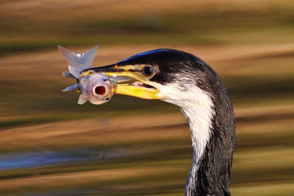 A pied cormorant catches a fish on a flooded wetland. 