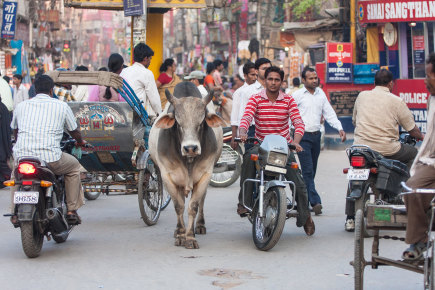 A cow wandering among traffic in Varanasi, Uttar Pradesh.