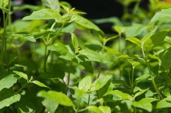Native mint is a favourite that needs regular watering to be at its best.