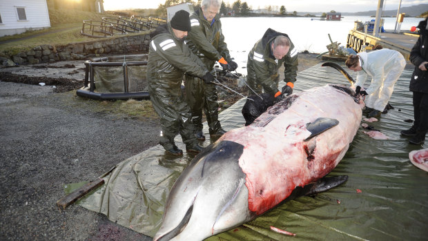 Researchers dissecting a two-tonne whale that was beached in shallow waters off Sotra, an island north-west  of Oslo.  It was found to have consumed quantities of plastic.
