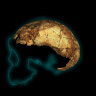 The two-million-year-old skull rewriting the story of humanity