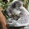 Government commits $50 million to save koalas