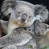$2000 for an hour: Zoo’s offers to ‘impress guests’ with koalas in homes, hotels