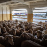 Sheep on board the Ocean Swagman, set to travel from Perth to the Middle East.