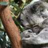 Saving the koala will take sacrifice as well as cash and concern