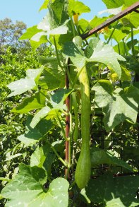  A tromboncino in Bridget Kennedy's North Shore garden.