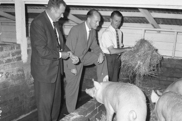 Moorabbin’s chief health inspector Norman Davies (left), inspects the high standard of hygiene at a piggery at the Melbourne Home for the Aged, Cheltenham. With him (centre) is the home’s administrator (Mr Obrien) and overseer (Mr Simpson).
