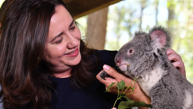 Premier Annastacia Palaszczuk with Nala the Koala at Daisy Hill Koala centre on Saturday.