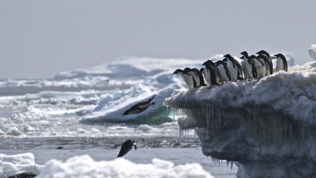 A photo provided by researchers shows Adelie penguins feeding on shrimplike krill, which give their guano a distinctive pinkish color observable from satellites.