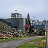 Trees that were cut down to make way for an upgrade to the Albert Park pit lane.