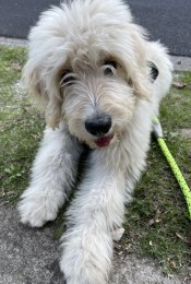 Sonny is a border collie-poodle cross, otherwise known as a bordoodle.