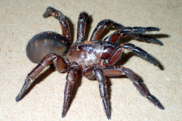 A female Euoplos crenatus