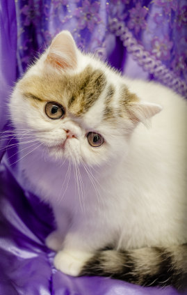 An Exotic Shorthair kitten.