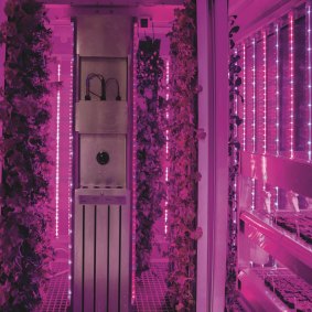 The hydroponic vertical farm in a shipping container at Cultivar restaurant, Boston.