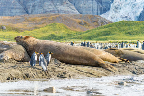 South Georgia king penguins and elephant seals.